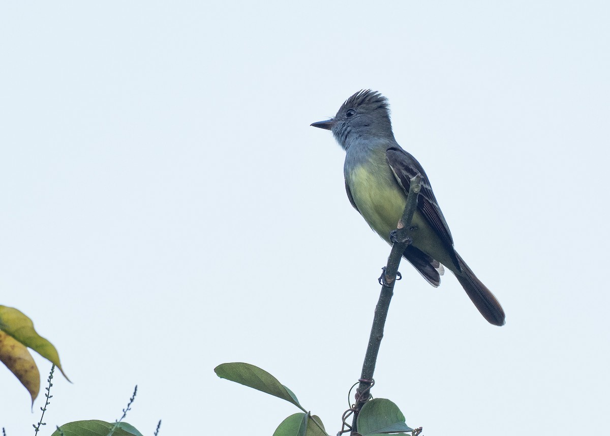 Great Crested Flycatcher - ML640339040