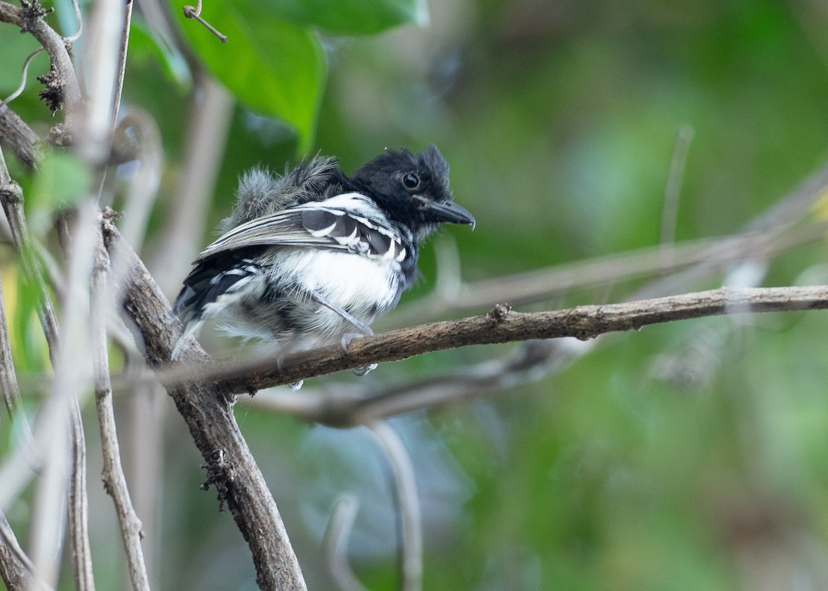 Black-backed Antshrike - ML640339044