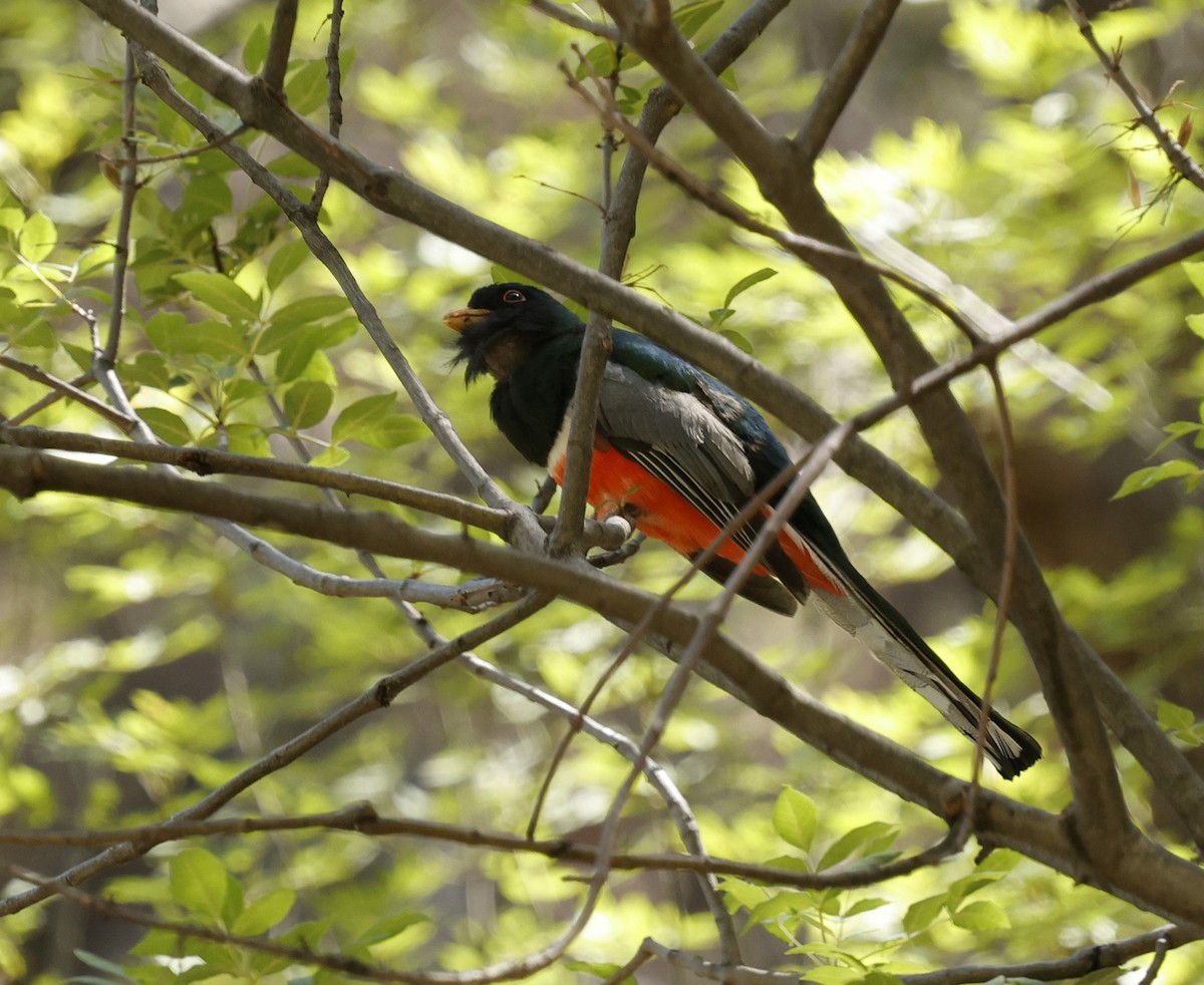 Elegant Trogon - ML640339058