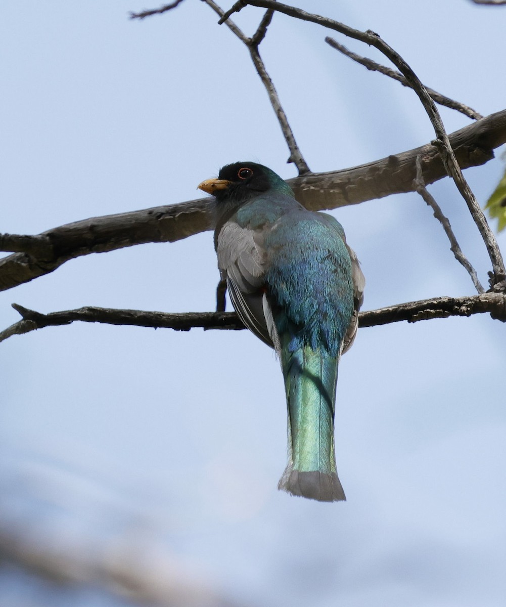 Elegant Trogon - ML640339079