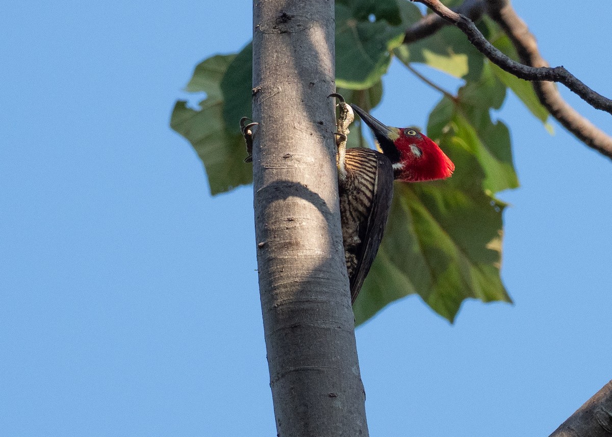 Crimson-crested Woodpecker - ML640339110
