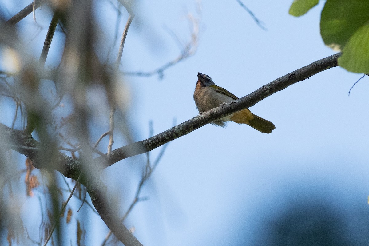 Buff-throated Saltator - ML640339114