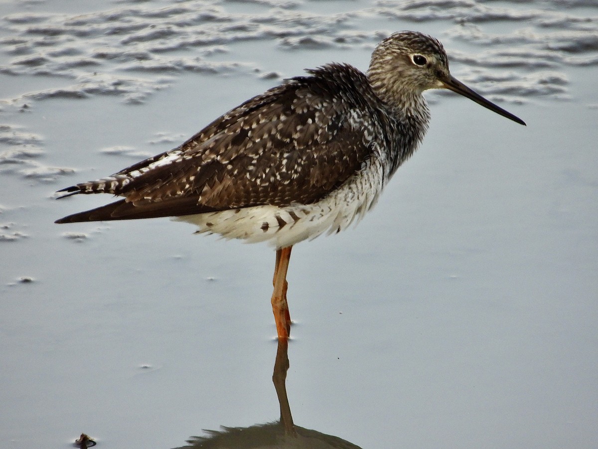 Greater Yellowlegs - ML640339135