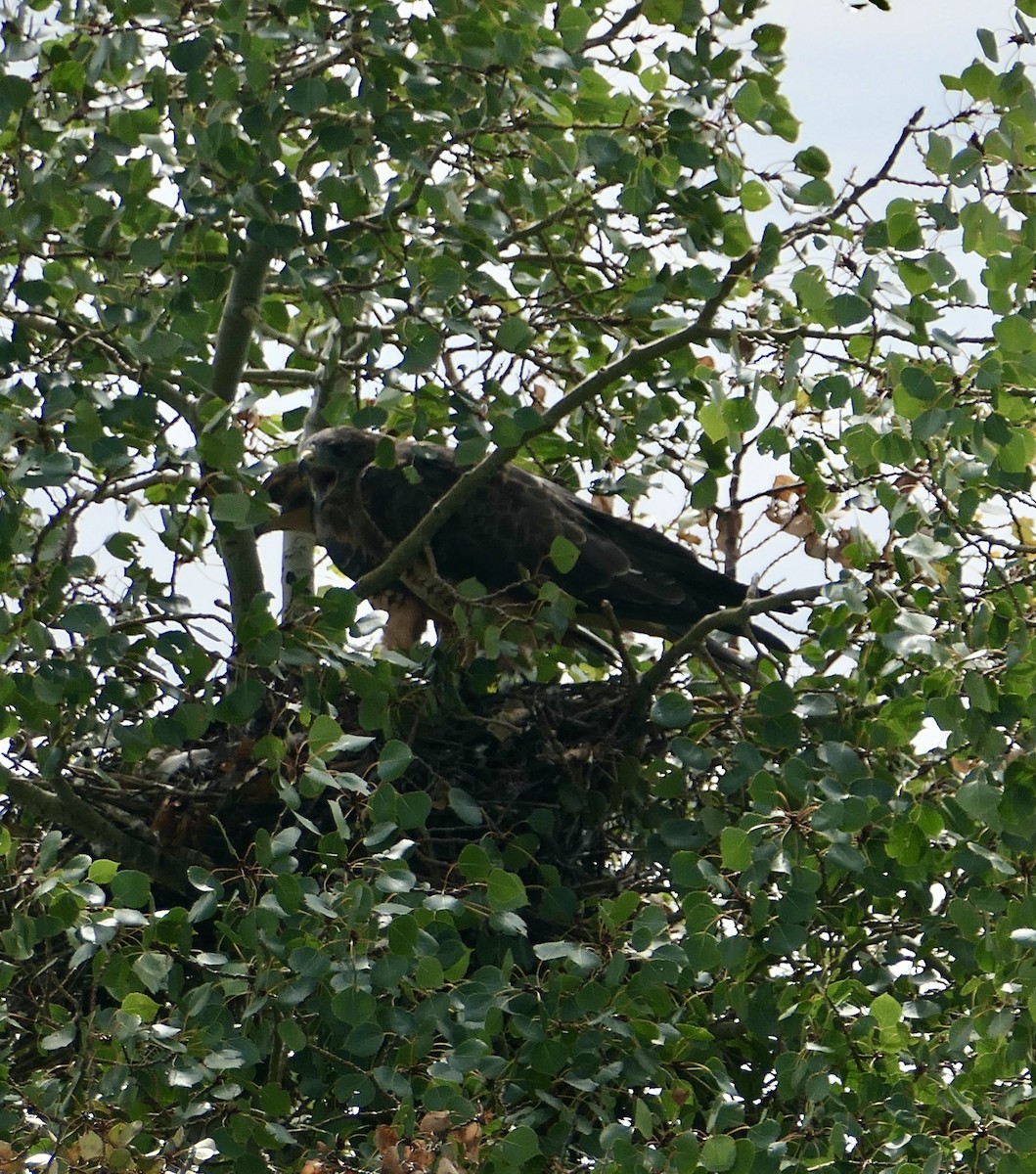 Swainson's Hawk - ML640339209