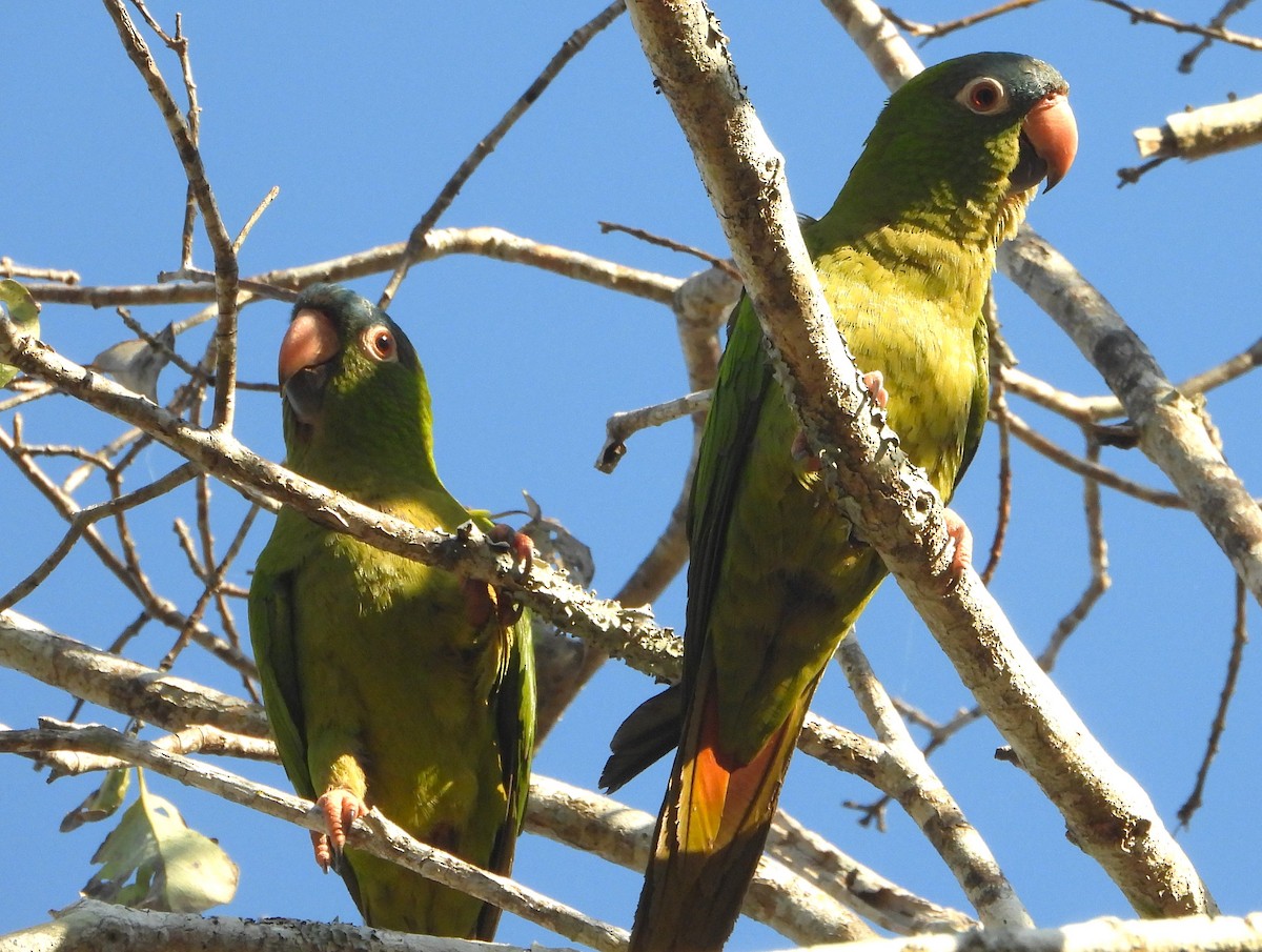 Blue-crowned Parakeet - ML640339244