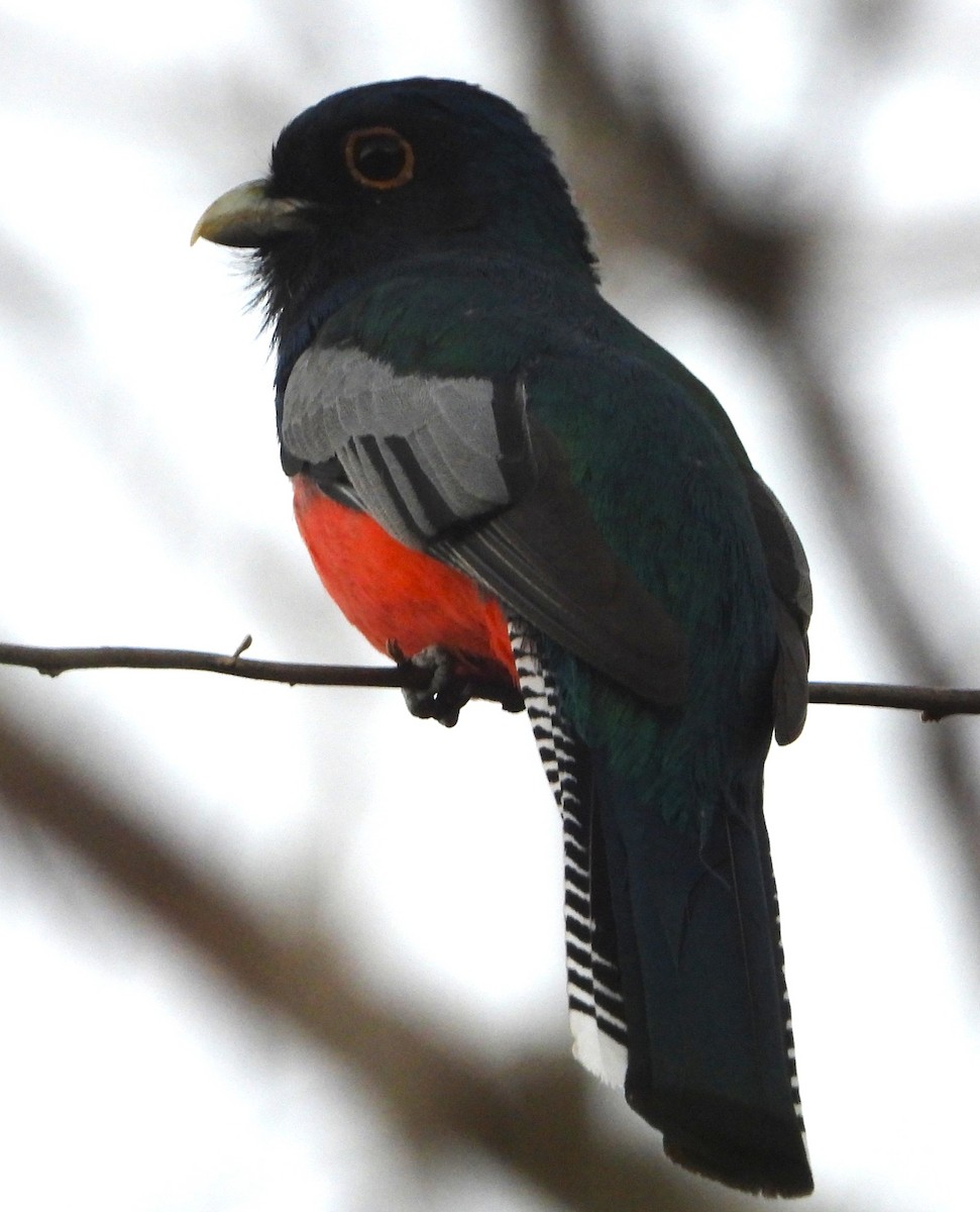 Blue-crowned Trogon - ML640339251