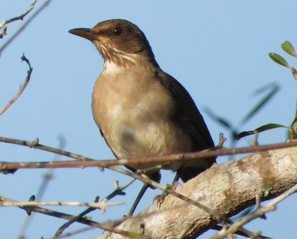 Creamy-bellied Thrush - ML640339266