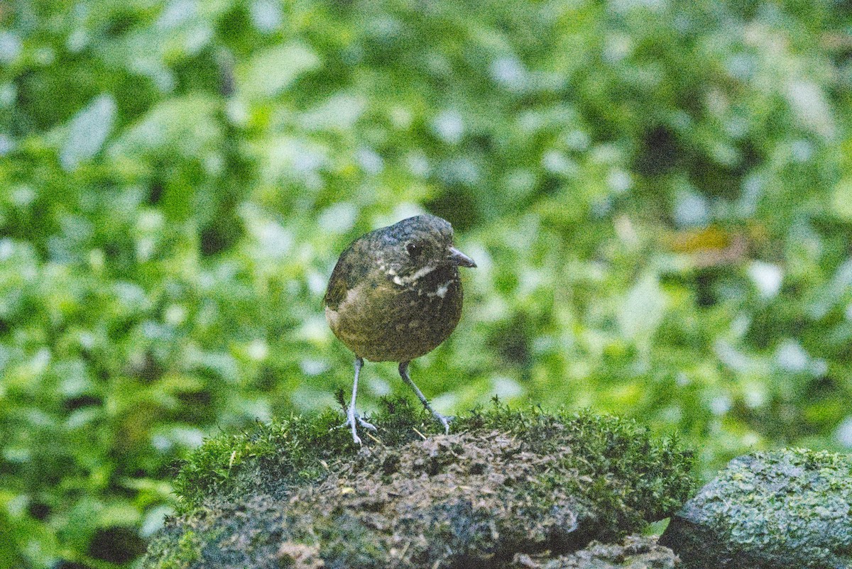 Scaled Antpitta - ML640339274