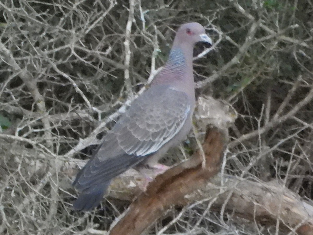 Picazuro Pigeon - ML640339317