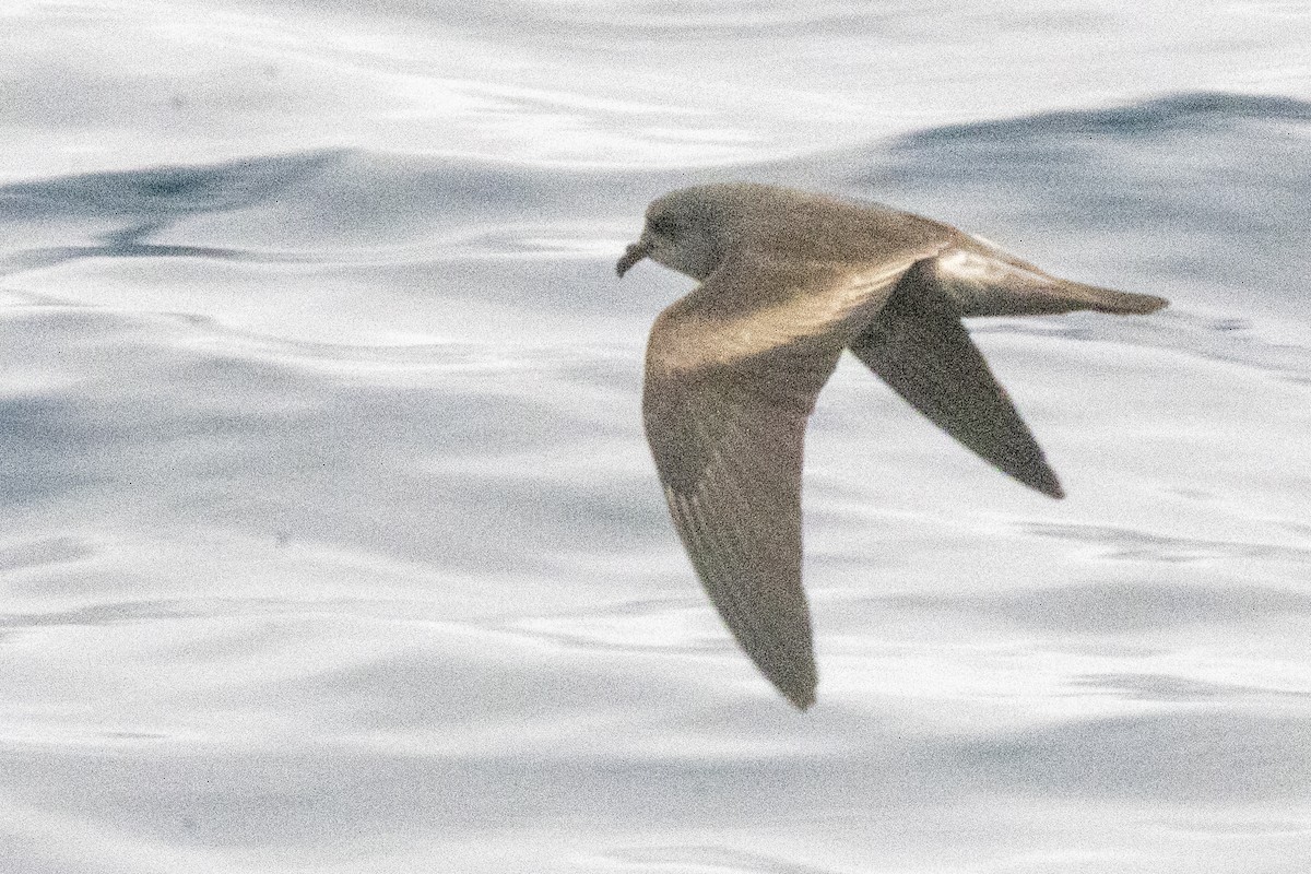 Leach's/Townsend's Storm-Petrel (dark-rumped) - ML640339320