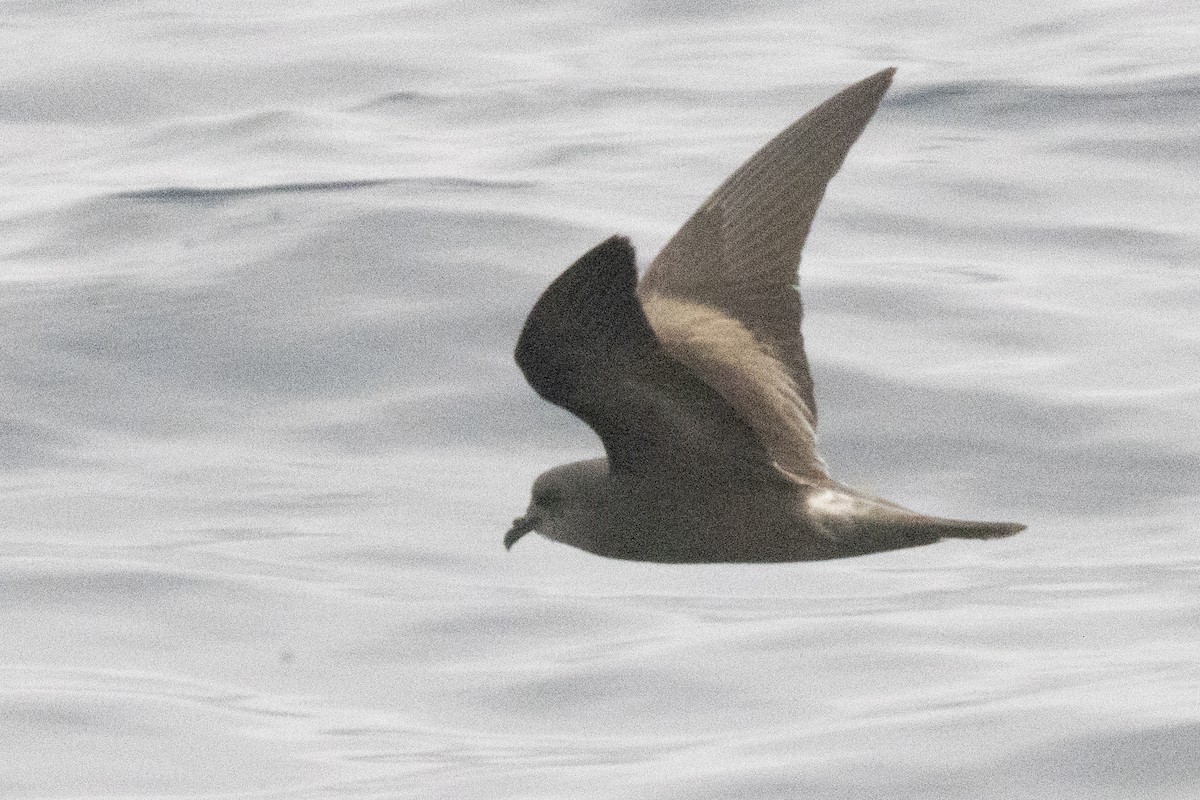Leach's/Townsend's Storm-Petrel (dark-rumped) - ML640339322