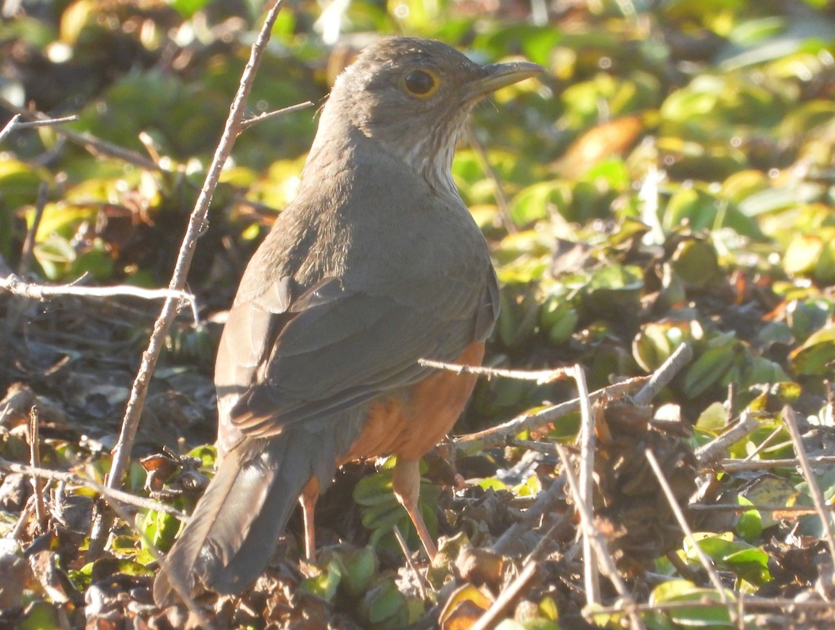 Rufous-bellied Thrush - ML640339332