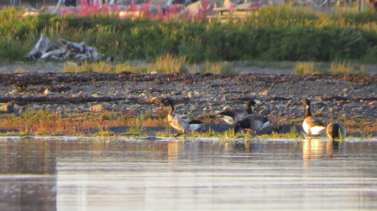 Brant - ML640339333