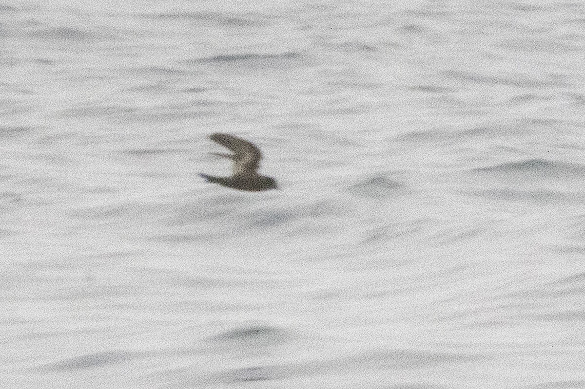 Ashy Storm-Petrel - ML640339343