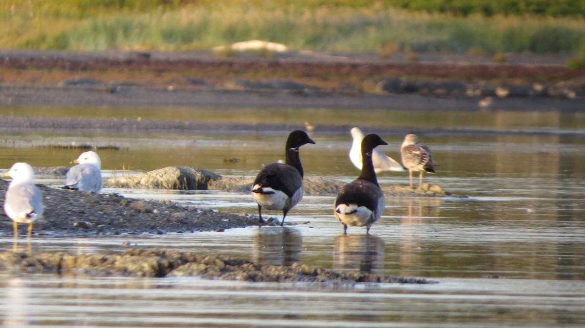 Brant - ML640339344