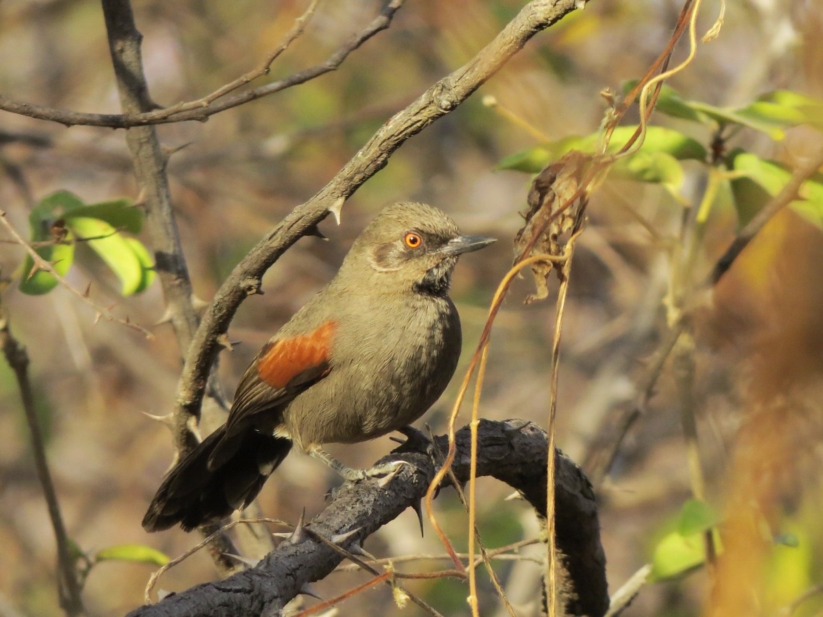 Red-shouldered Spinetail - ML640339347