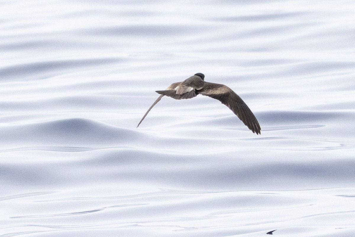 Leach's/Townsend's Storm-Petrel (dark-rumped) - ML640339360
