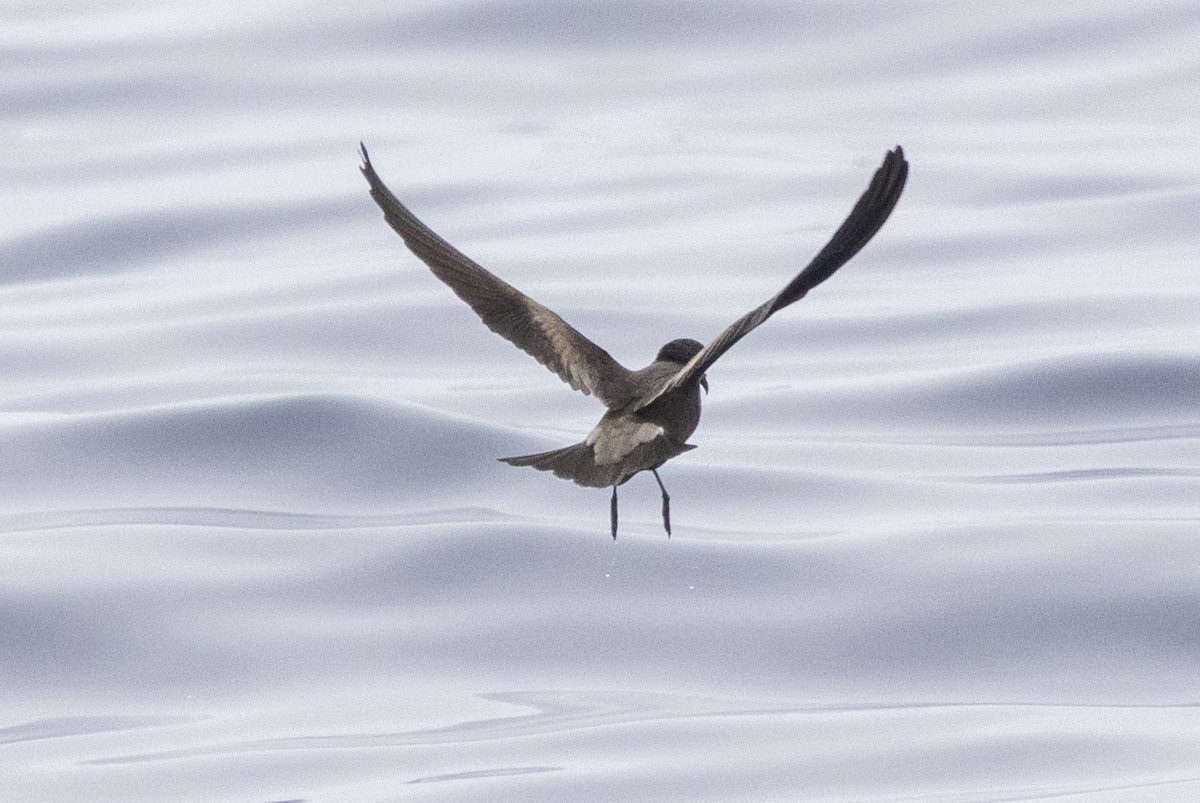 Leach's/Townsend's Storm-Petrel (dark-rumped) - ML640339361