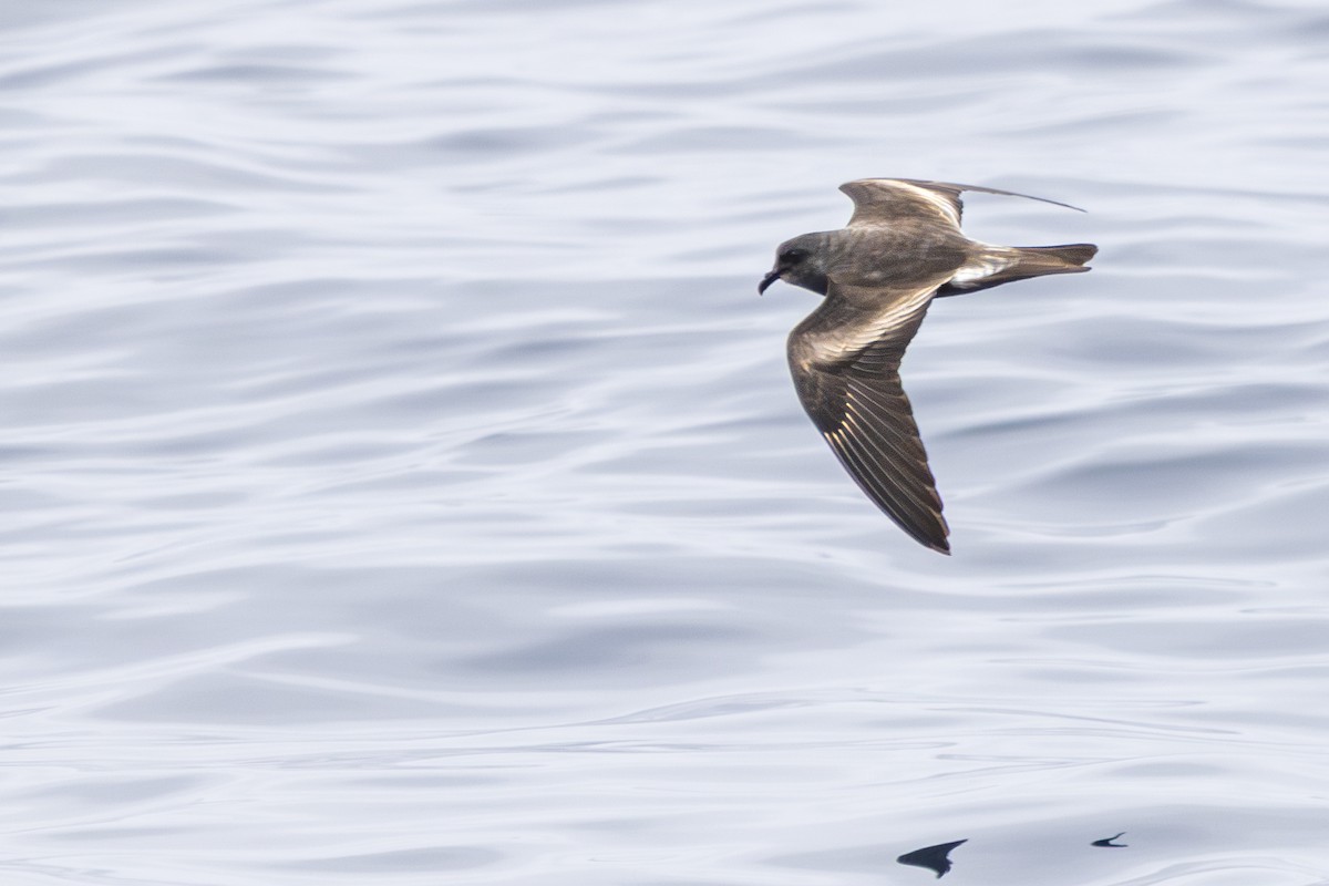 Leach's/Townsend's Storm-Petrel (dark-rumped) - ML640339410