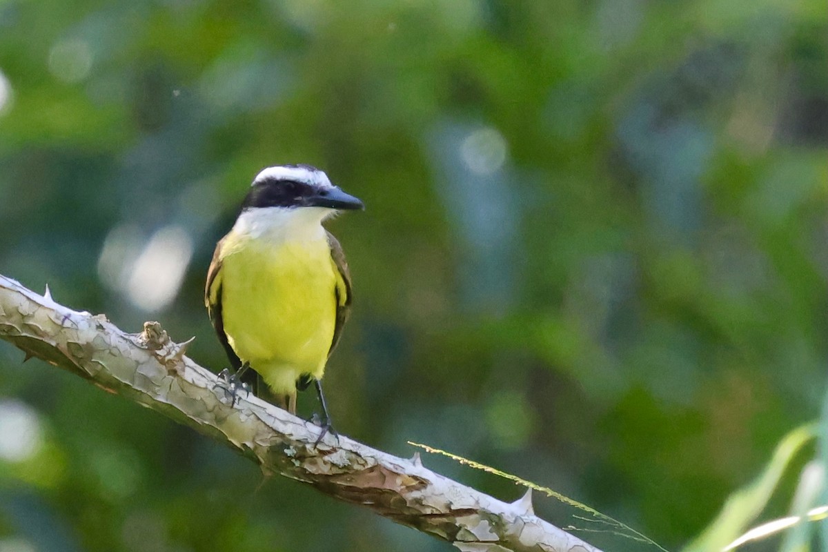 Social Flycatcher - ML640339436