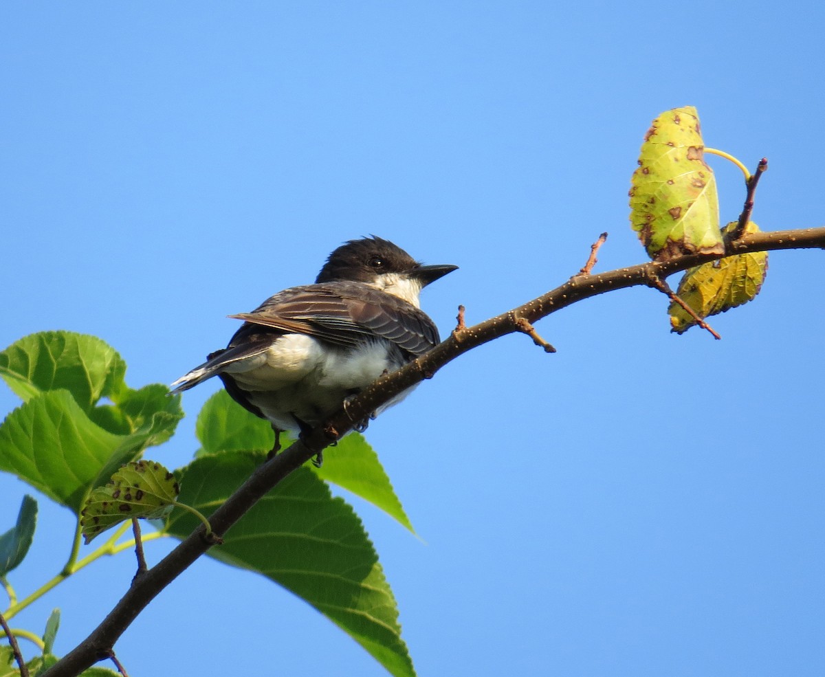Eastern Kingbird - ML640339438