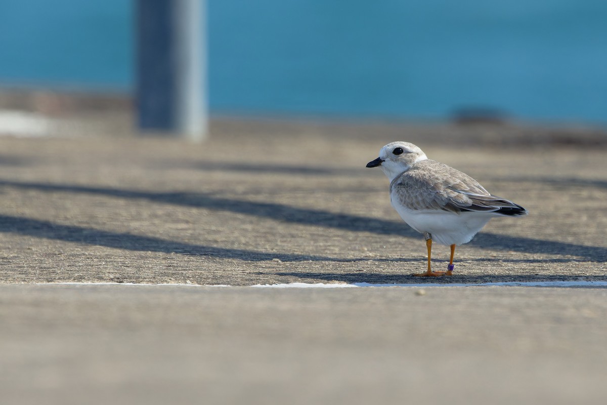 Piping Plover - ML640339460