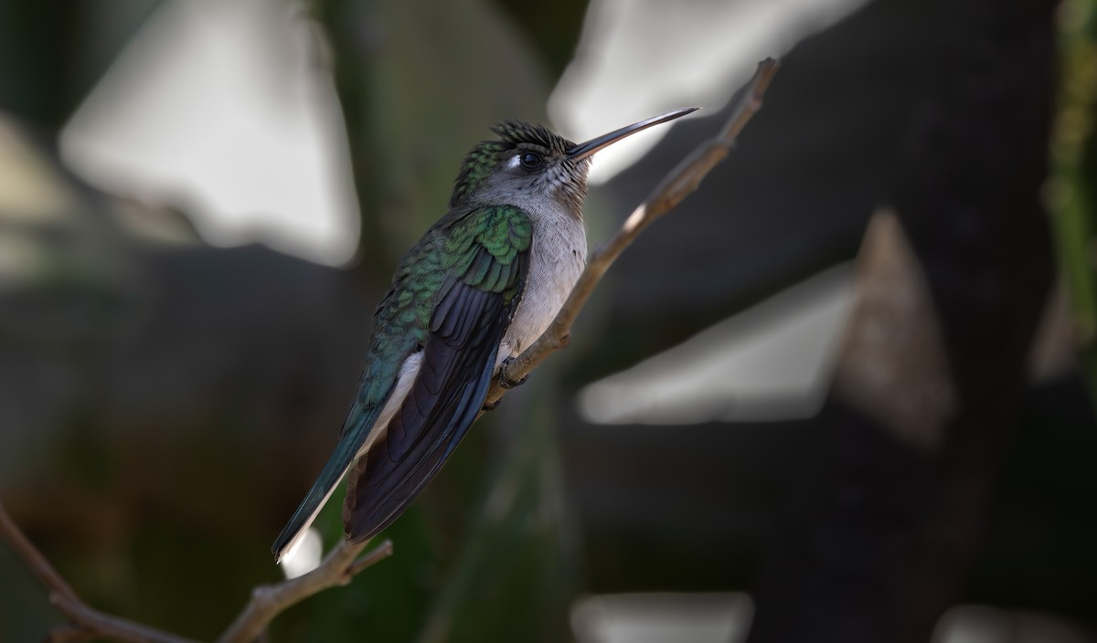 Outcrop Sabrewing - ML640339487