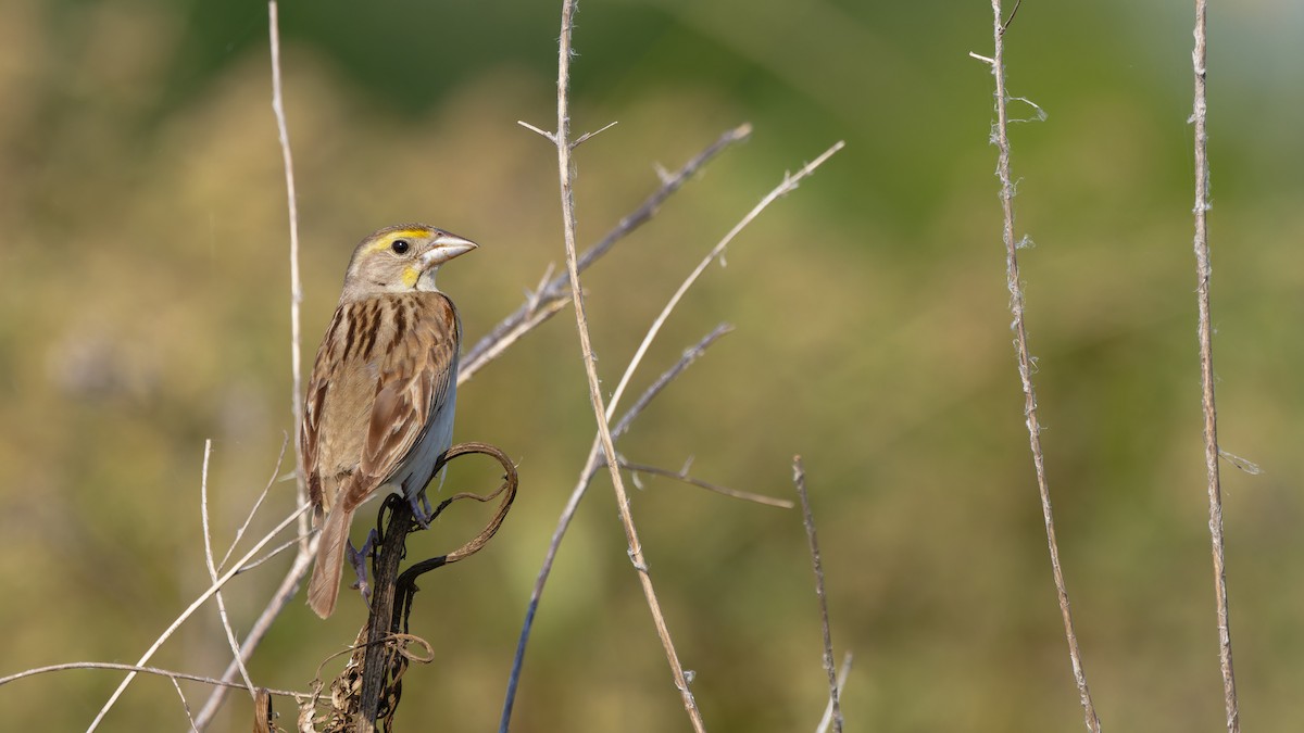 Dickcissel - ML640339610