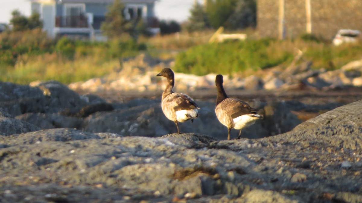 Brant - ML640339635