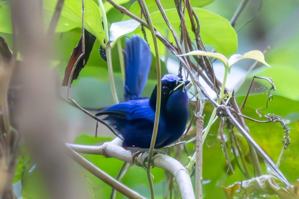 Emperor Fairywren - ML640339671
