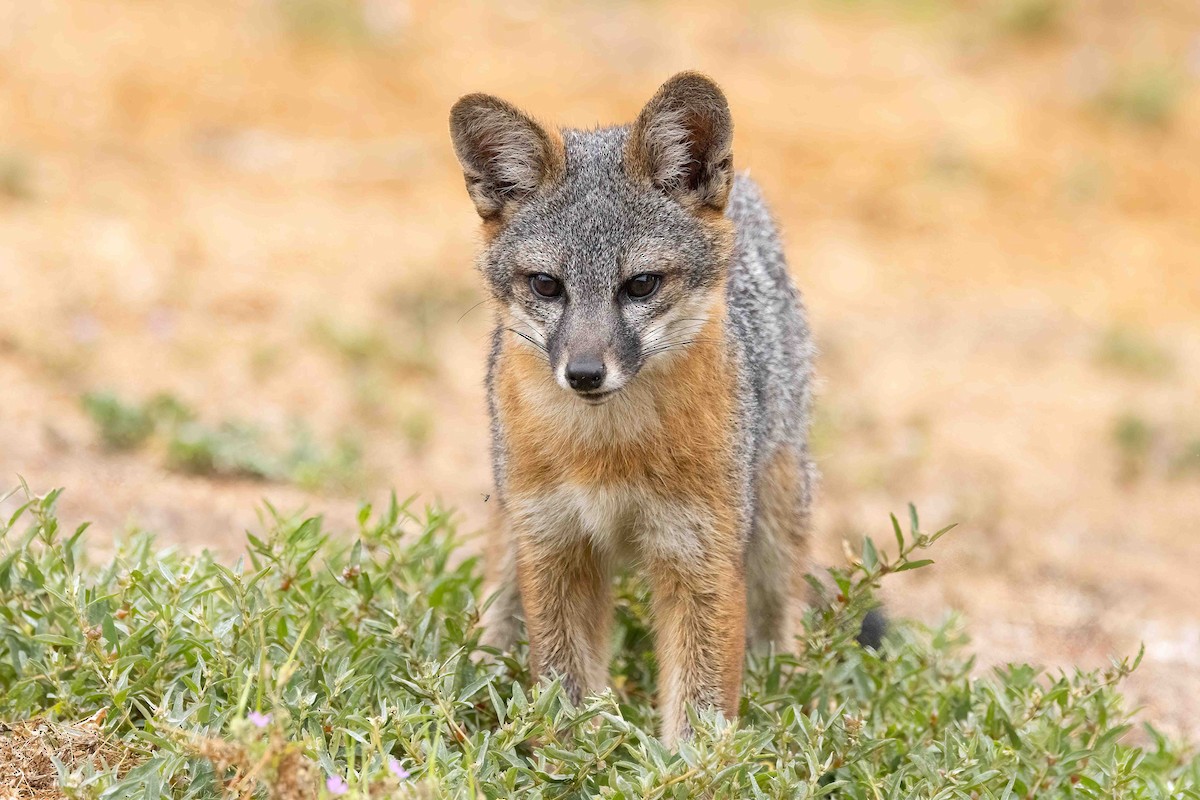 Animals - ML640339675