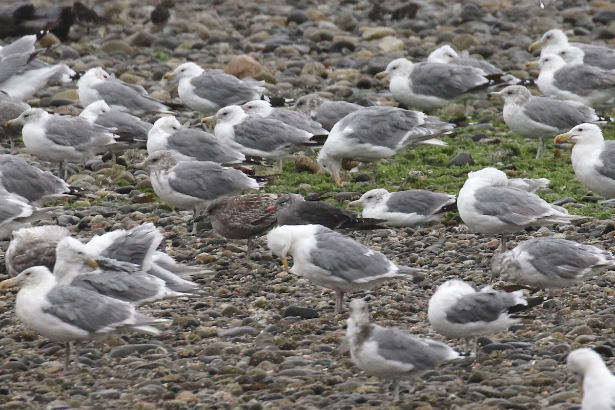 Heermann's Gull - ML640339676
