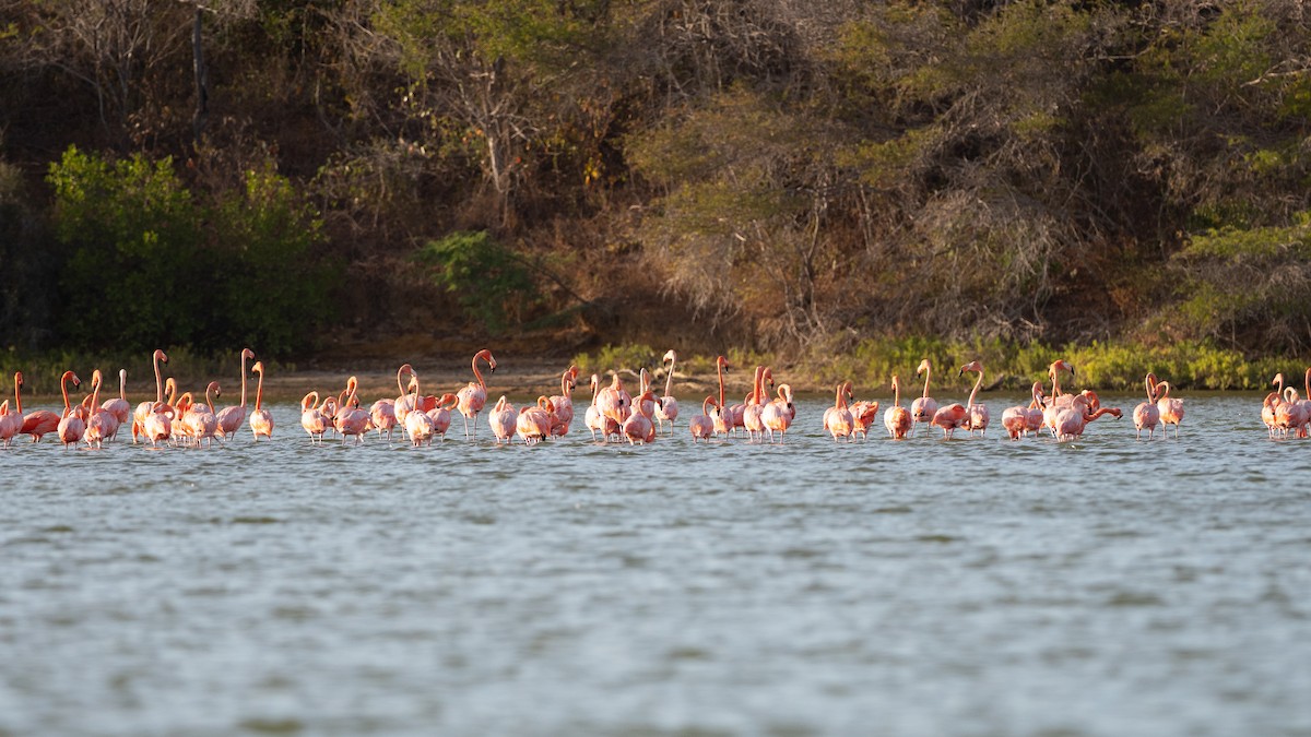 American Flamingo - ML640339860
