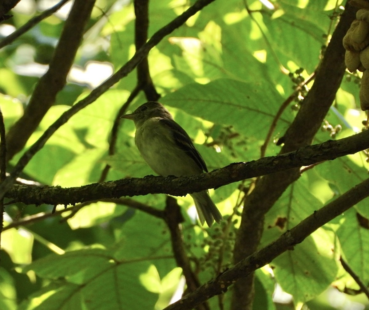 Acadian Flycatcher - ML640339903