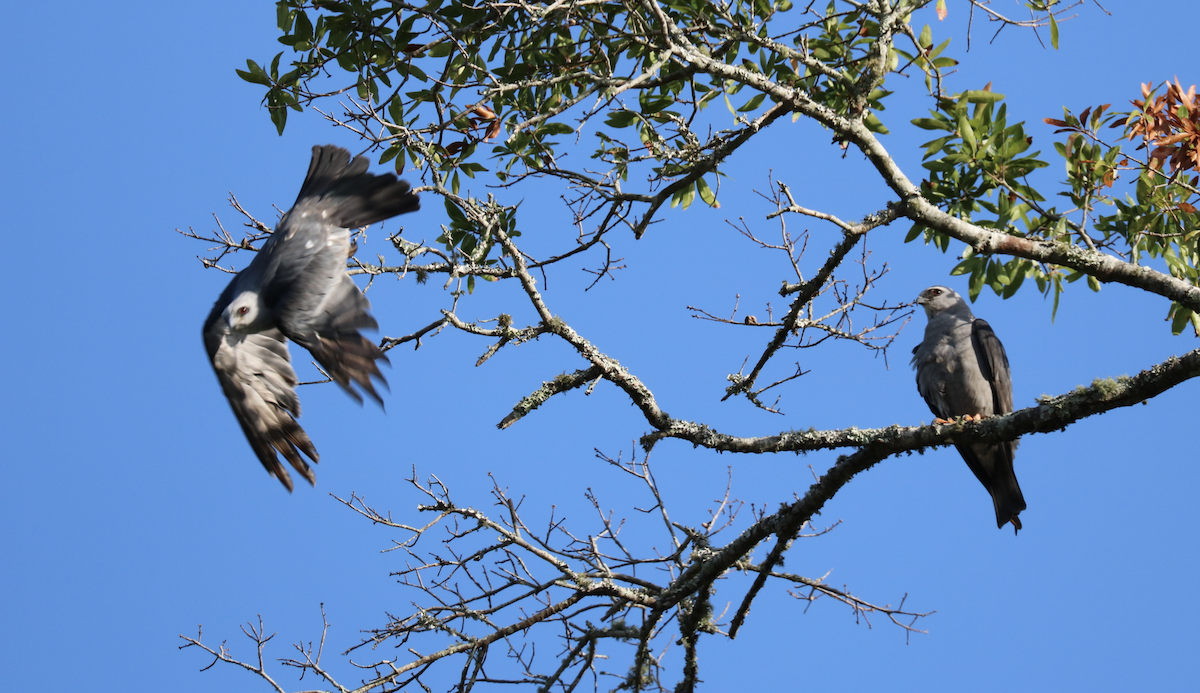 eBird Checklist - 29 Jul 2016 - Soaring Flight Way, Jacksonville FL - 7 ...