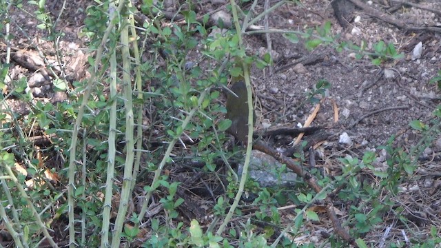 MacGillivray's Warbler - ML640339926