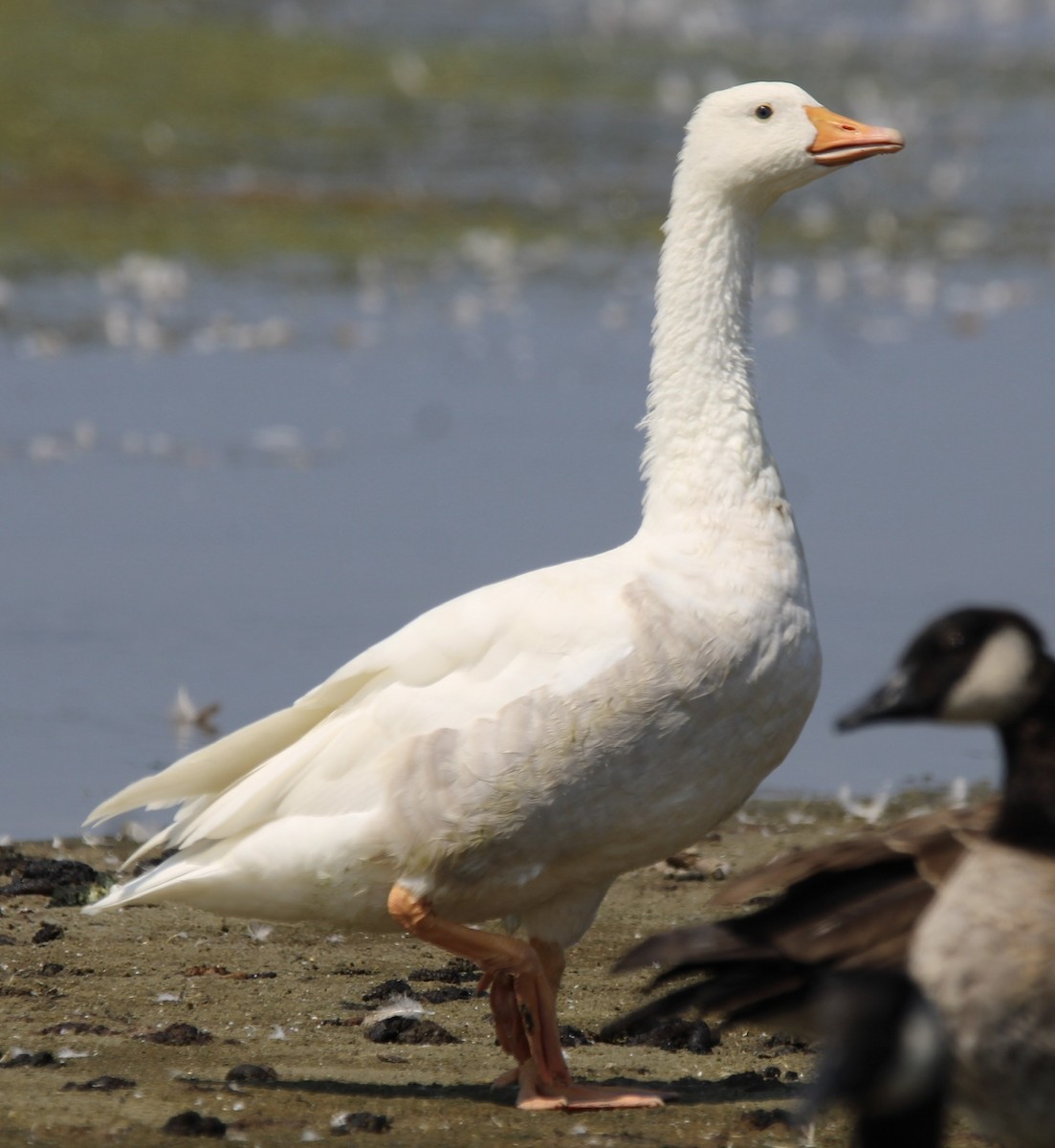 Domestic goose sp. (Domestic type) - ML640339944