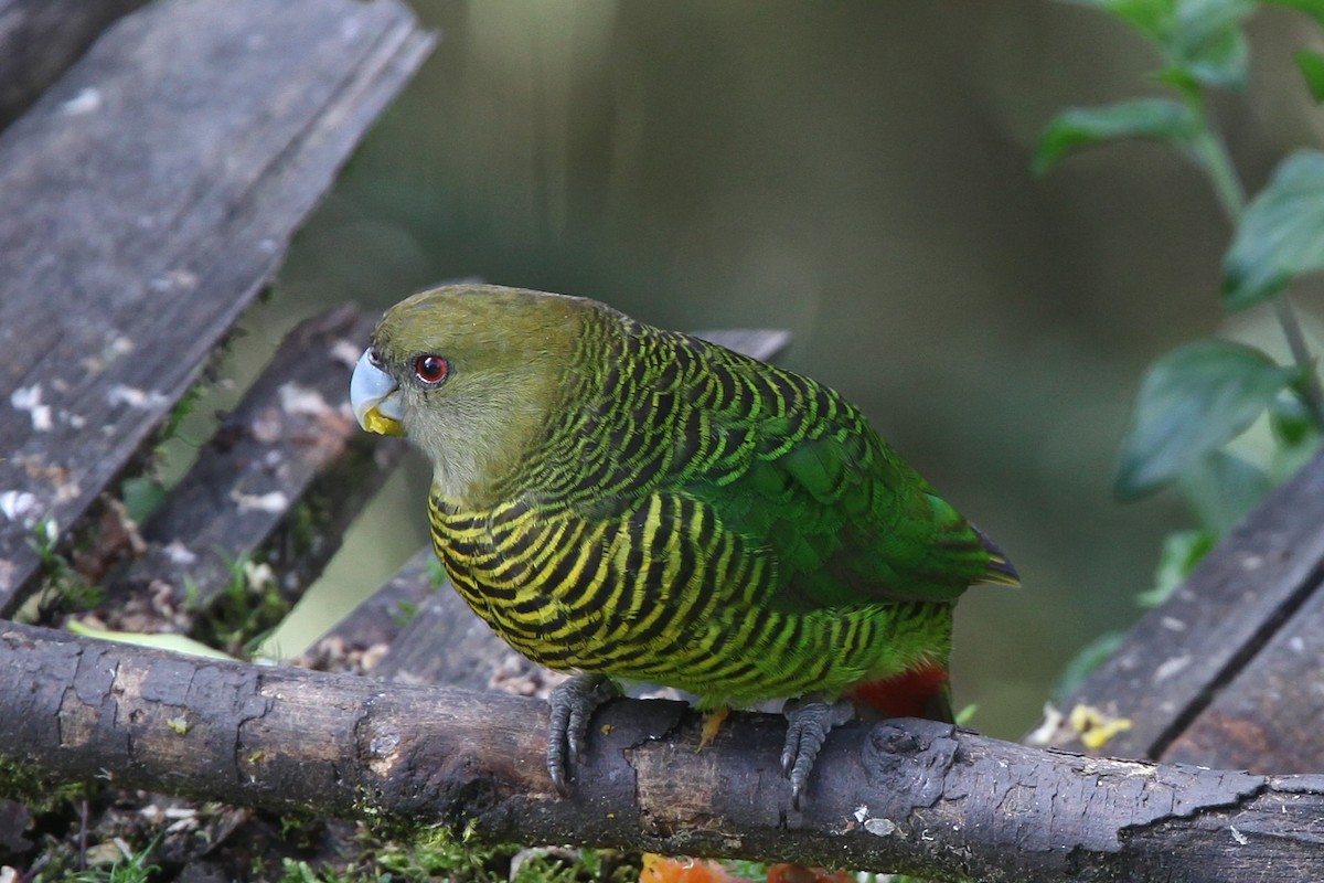 Brehm's Tiger-Parrot - ML640339982