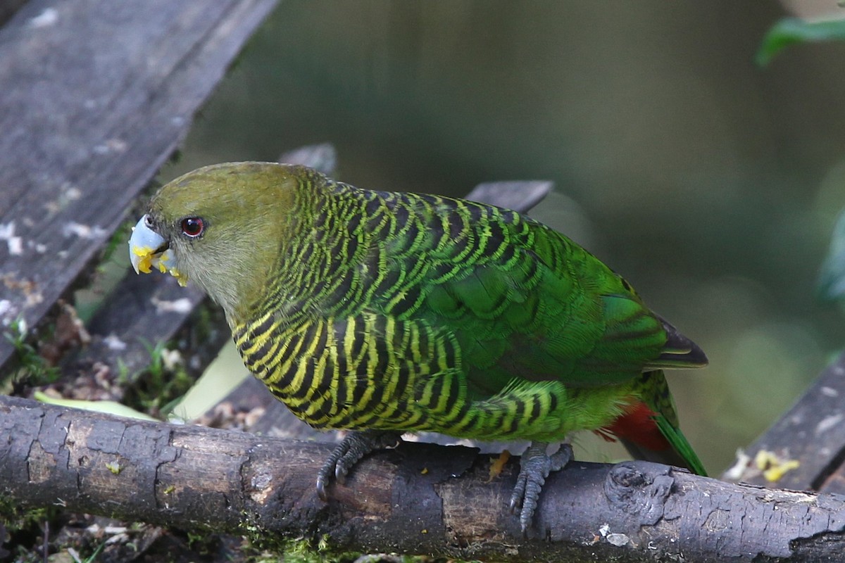 Brehm's Tiger-Parrot - ML640339983
