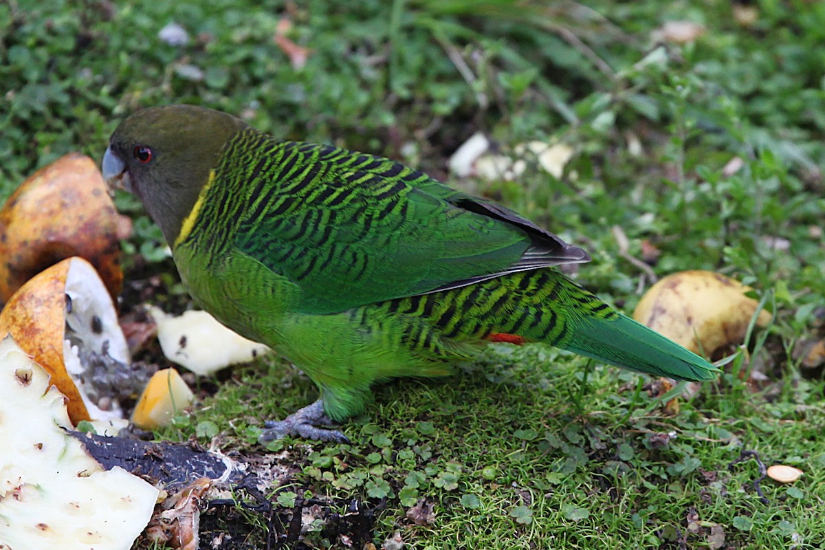 Brehm's Tiger-Parrot - ML640339986