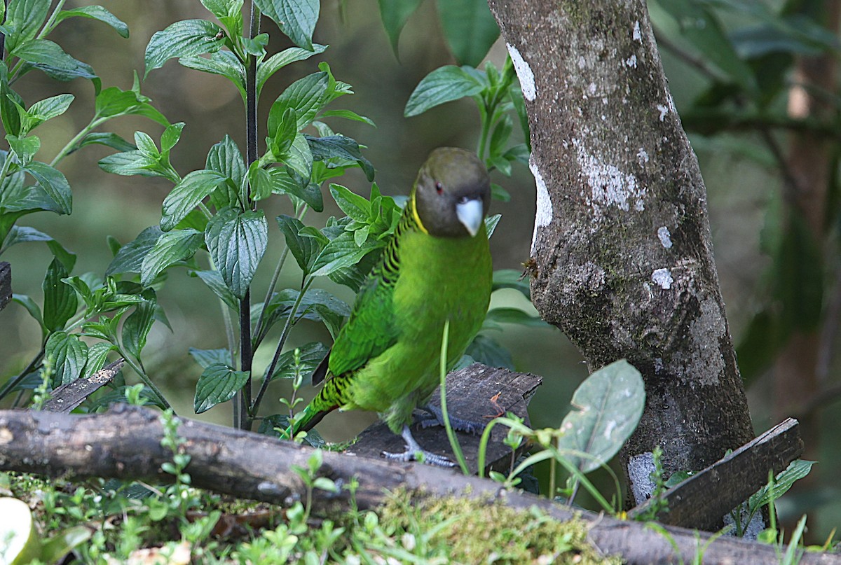 Brehm's Tiger-Parrot - ML640339987