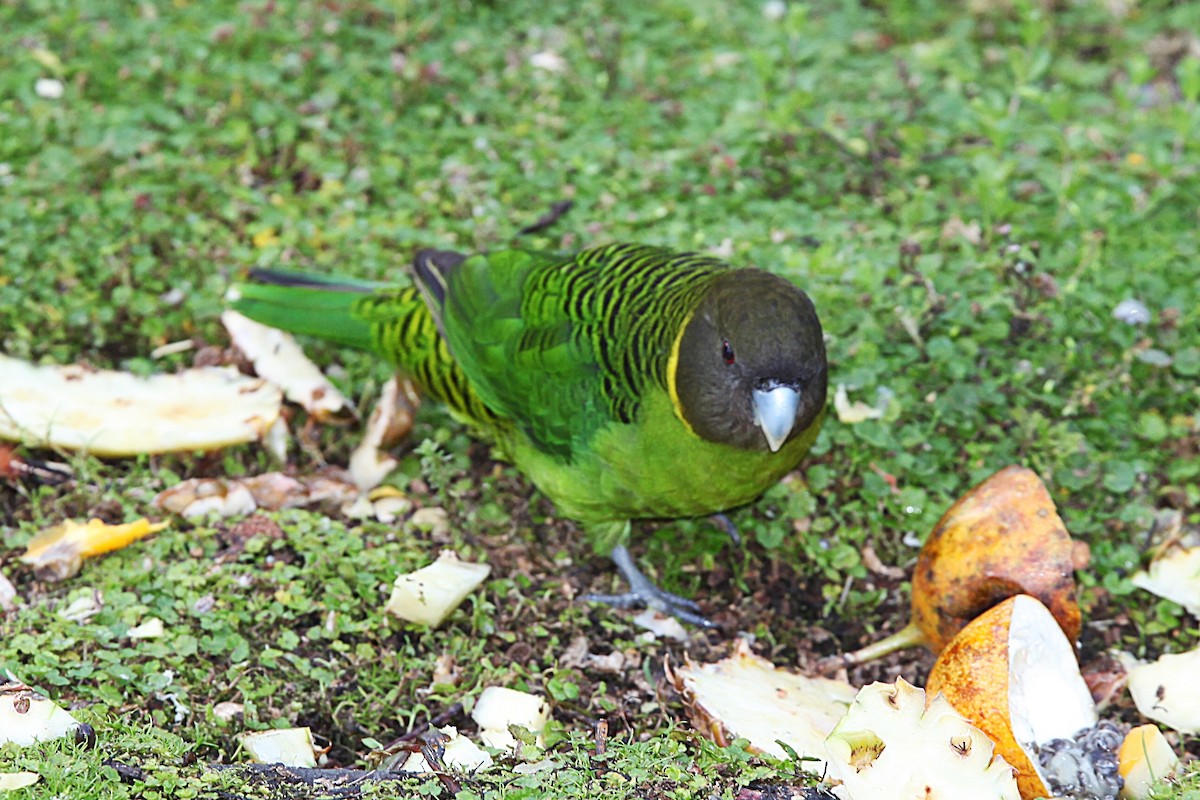 Brehm's Tiger-Parrot - ML640339988