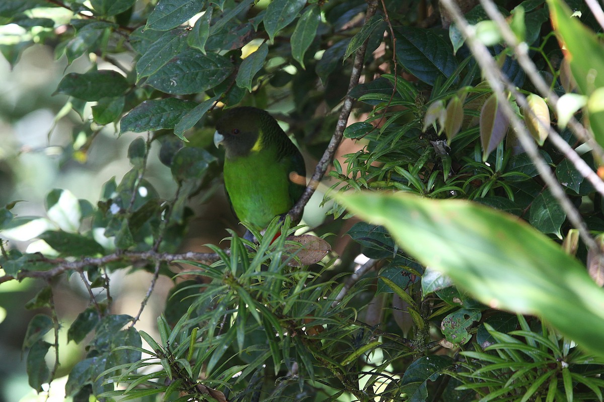 Brehm's Tiger-Parrot - ML640339990
