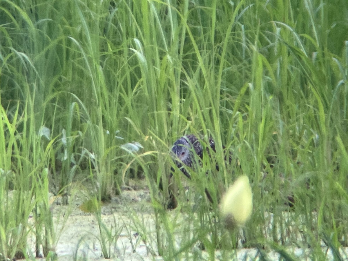 Yellow-crowned Night Heron - ML640340097