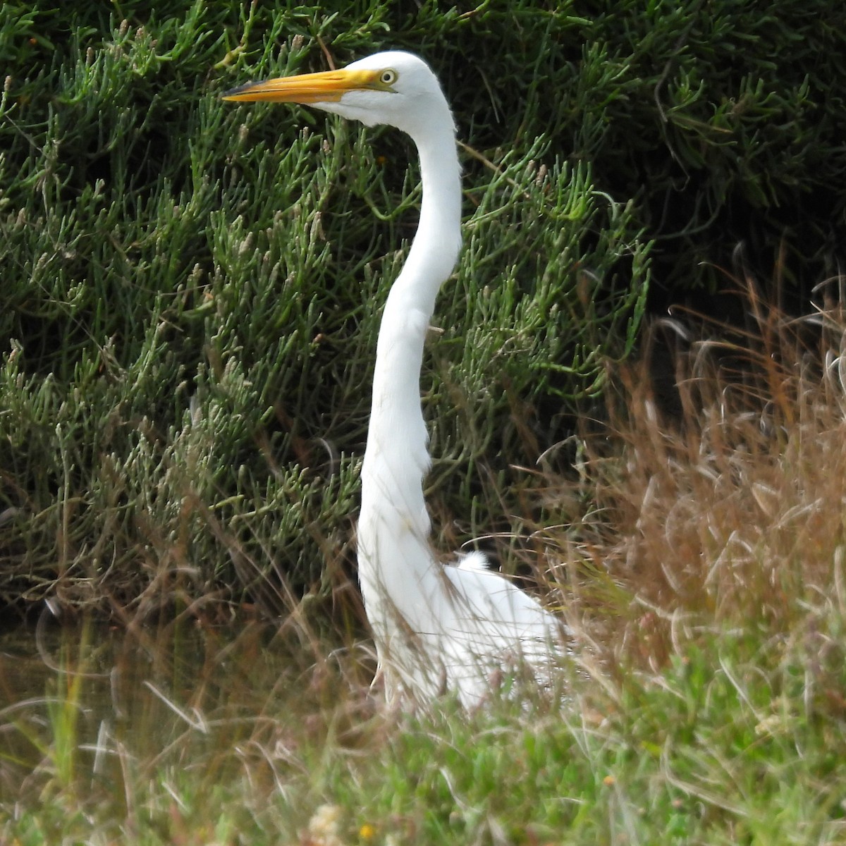 Цасч дэглий - ML640340127