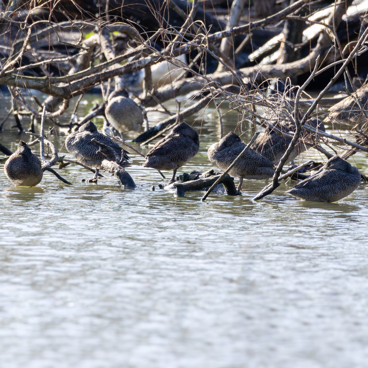Freckled Duck - ML640340152