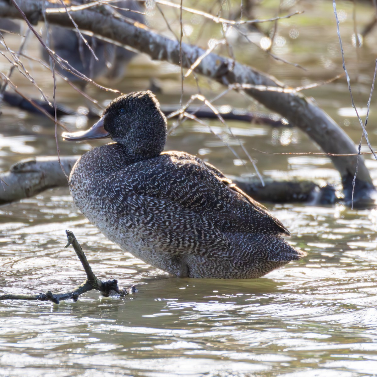 Freckled Duck - ML640340153