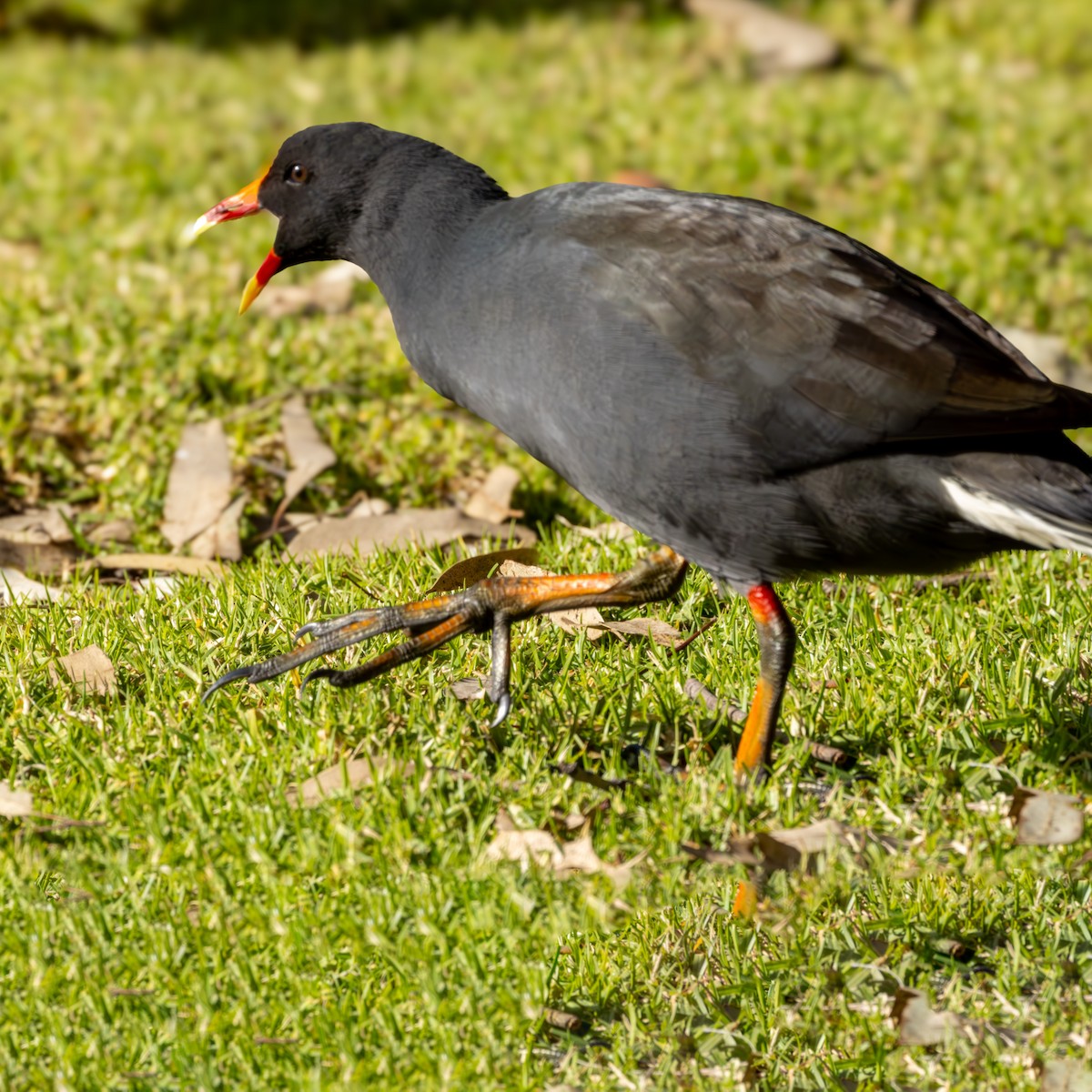 Dusky Moorhen - ML640340184