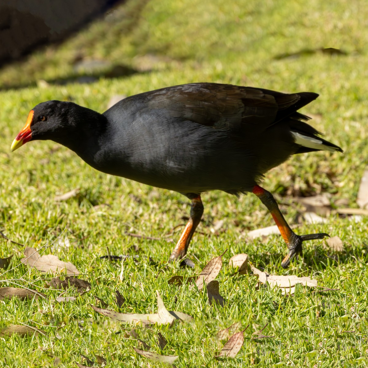 Dusky Moorhen - ML640340185