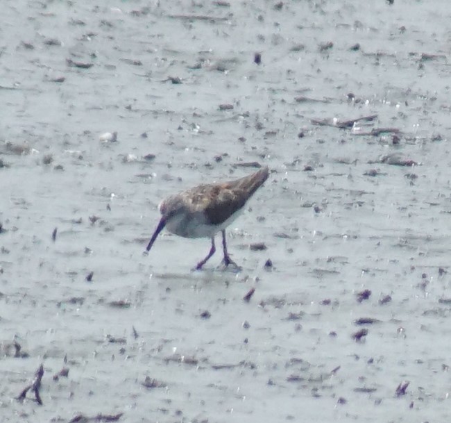 Western Sandpiper - ML640340280
